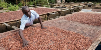 Côte d’Ivoire, Ghana : réveillez-vous ! La Chine exporte du cacao vers la Belgique